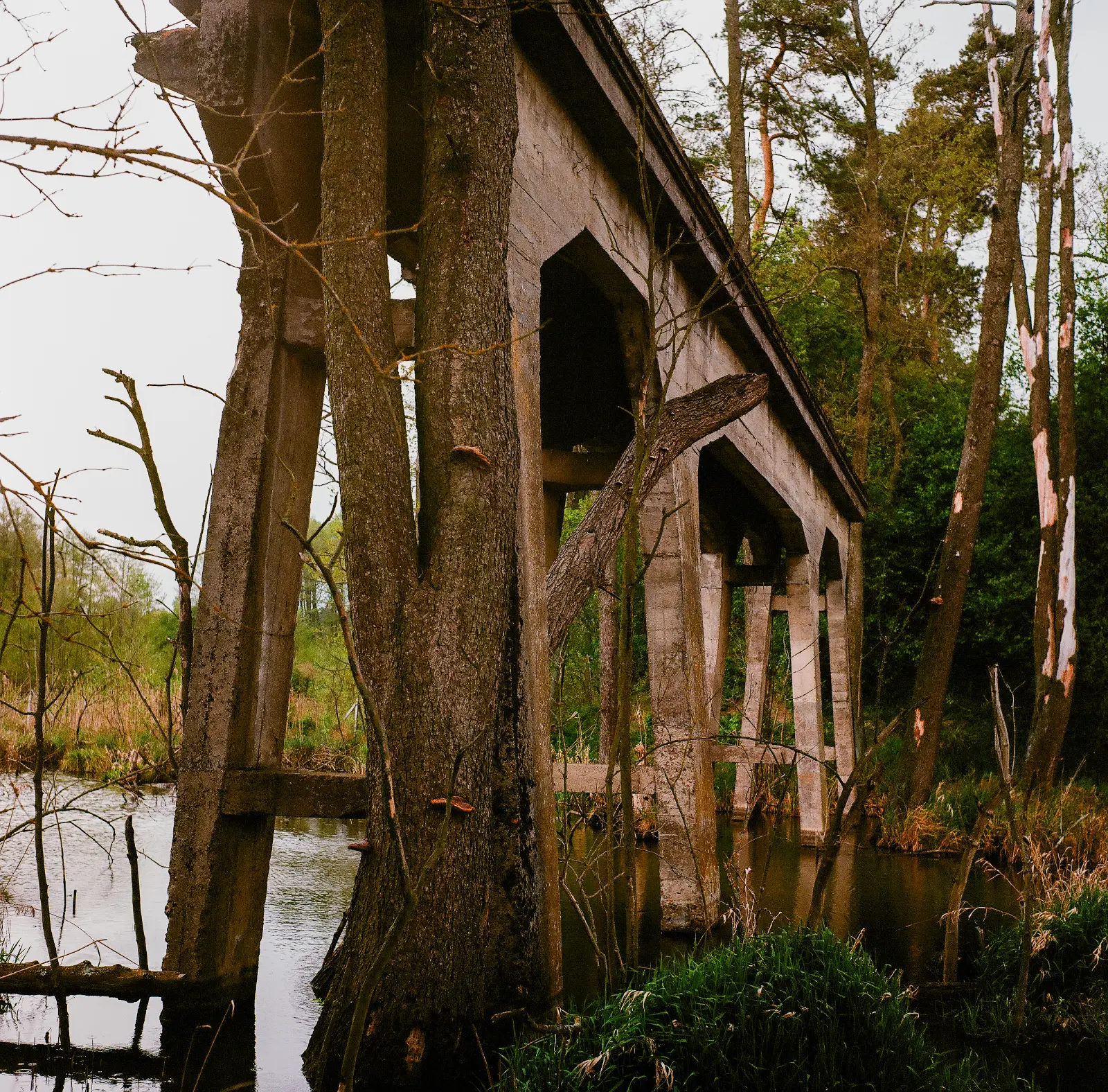 Ruiny betonowego mostu stojącego w krzakach nad rzeką Pisią.