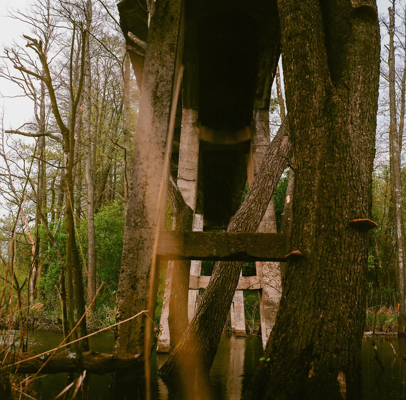 Ruiny betonowego mostu stojącego w krzakach nad rzeką Pisią.